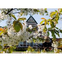 2670_2161 weisse Bluetenpracht - bluehender Kirschbaum. | Fruehlingsfotos aus der Hansestadt Hamburg; Vol. 2